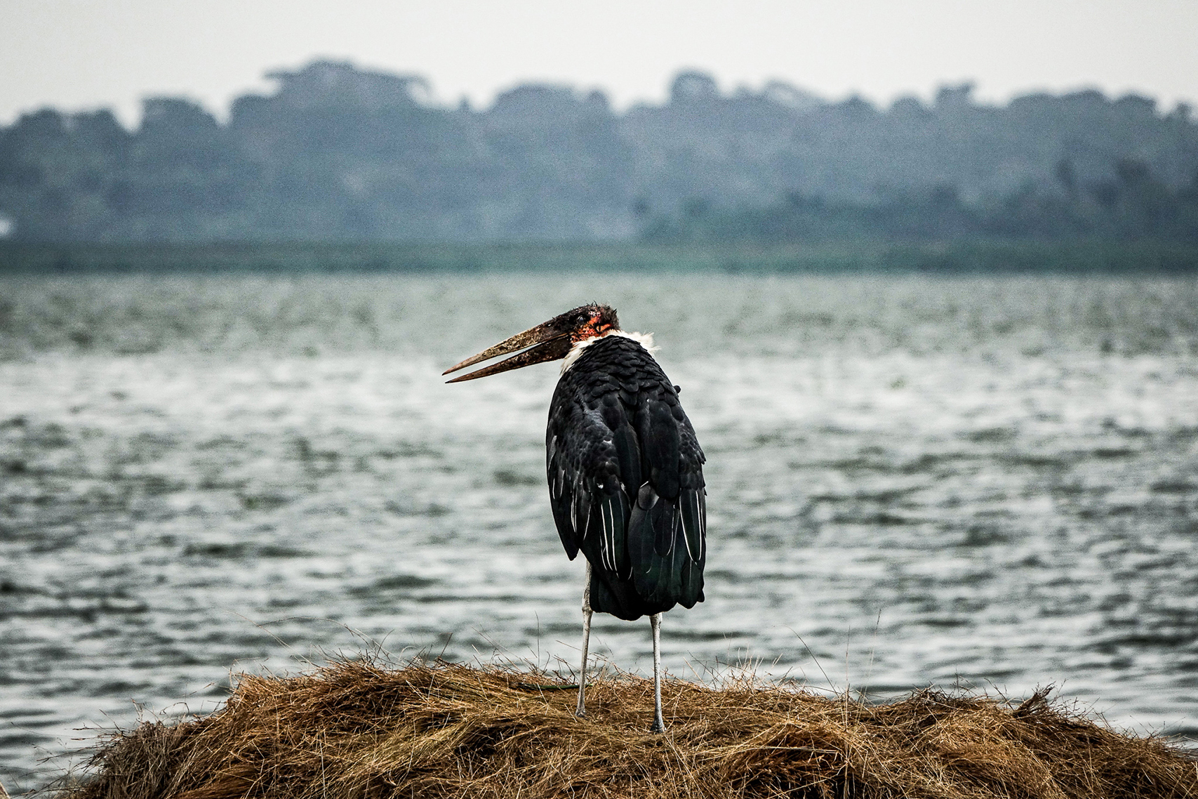17 Days Birding | Wild Uganda Safari tour
