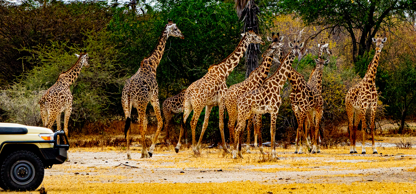 North & Great Rift Valley 9 days Safari
