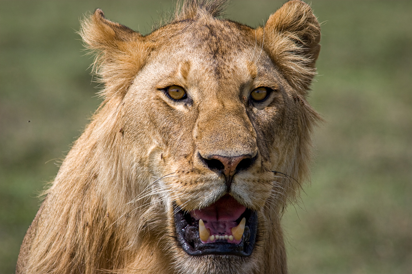 Explore Kenya national park Safari – 13 Days 12 Nights