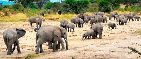 10 Days Kenya Ultimate Wildlife safari
