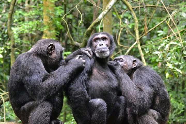 7 Days Uganda Safari, Gorillas, Wildlife and Chimpanzee Trekking
