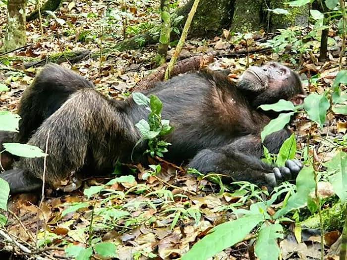 4 Days Uganda Safari, Gorilla and Chimpanzees