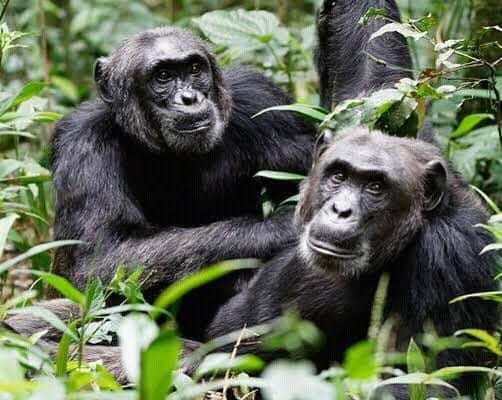 4 Days Uganda Safari, Gorilla and Chimpanzees