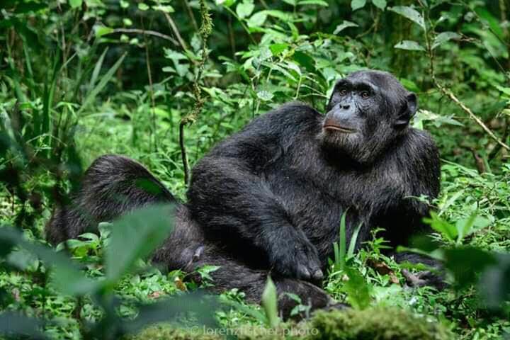 15 days Uganda Culture Wildlife and Gorilla safari