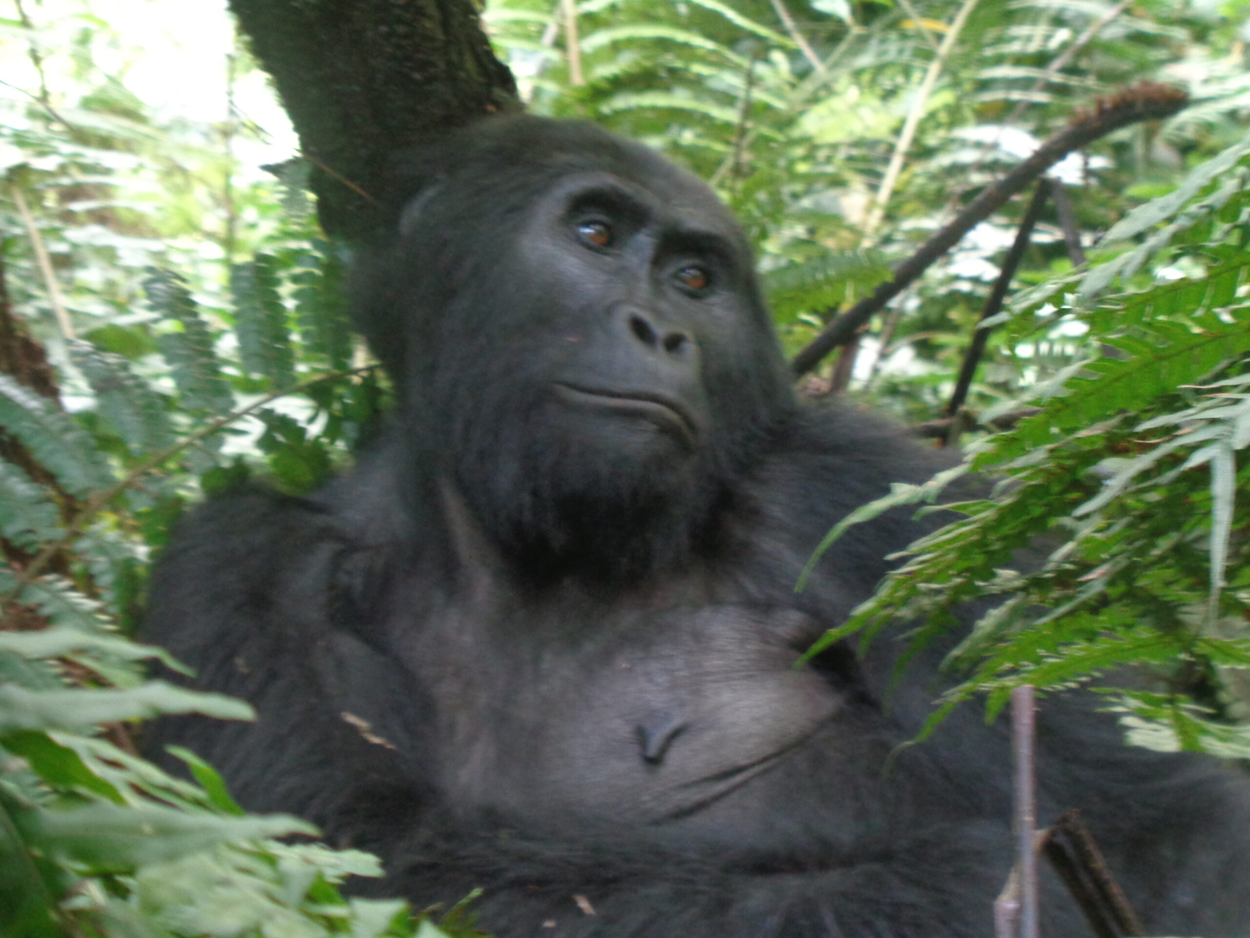 4 Days Gorilla Trekking adventure