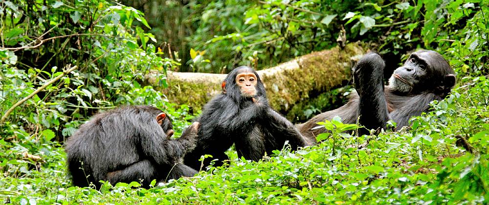 4 Days Rwanda Gorilla and Chimpanzee trekking