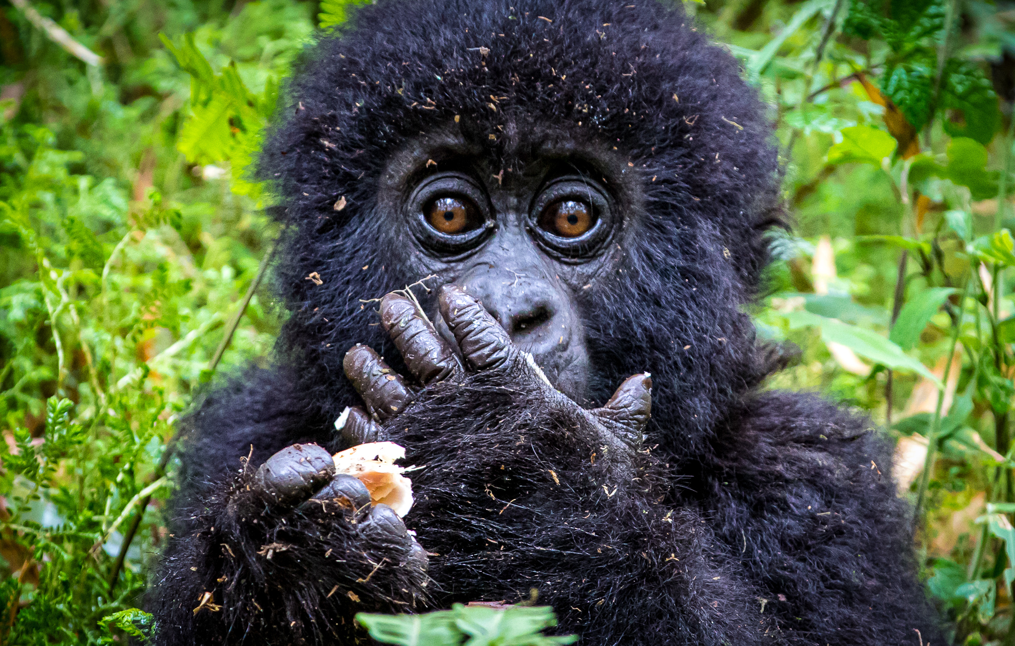 7 DAYS  BWINDI IMPENETRABLE NATIONAL PARK AND KIDEPO VALLEY NATIONAL PARK