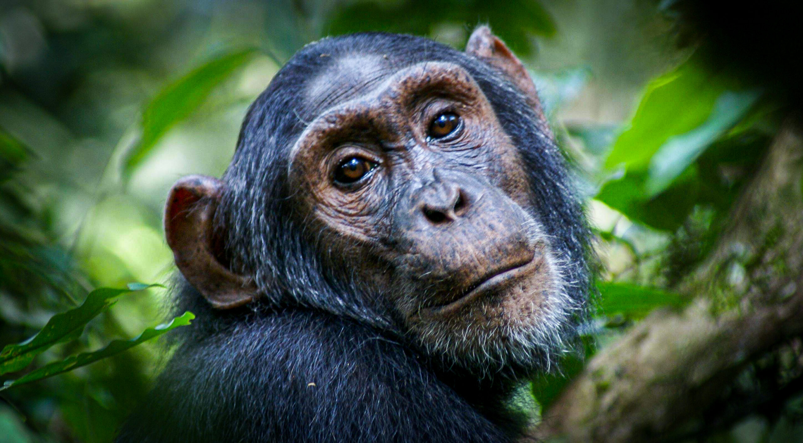 4 Days Rwanda Gorilla and Chimpanzee trekking