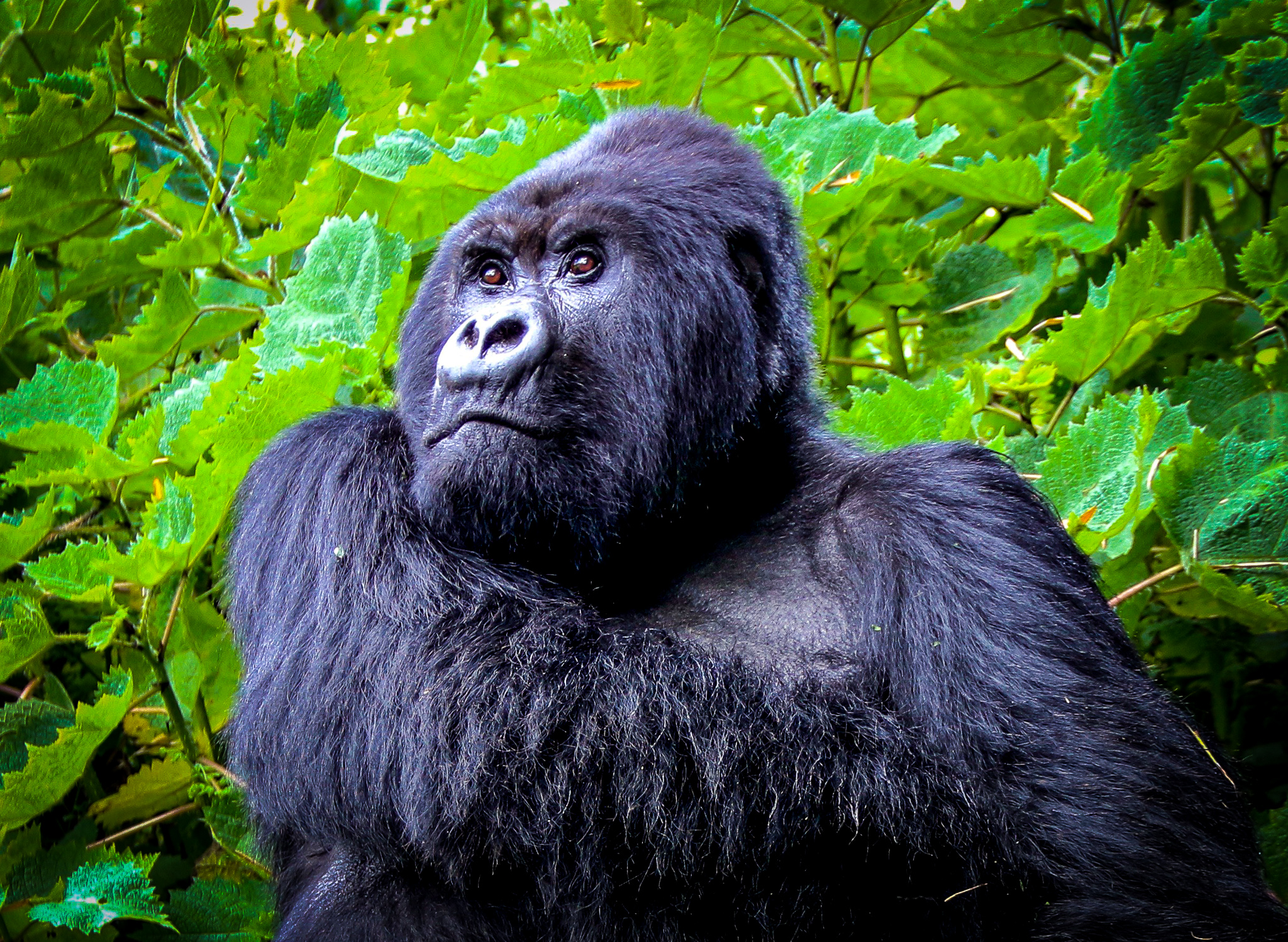7 DAYS  BWINDI IMPENETRABLE NATIONAL PARK AND KIDEPO VALLEY NATIONAL PARK