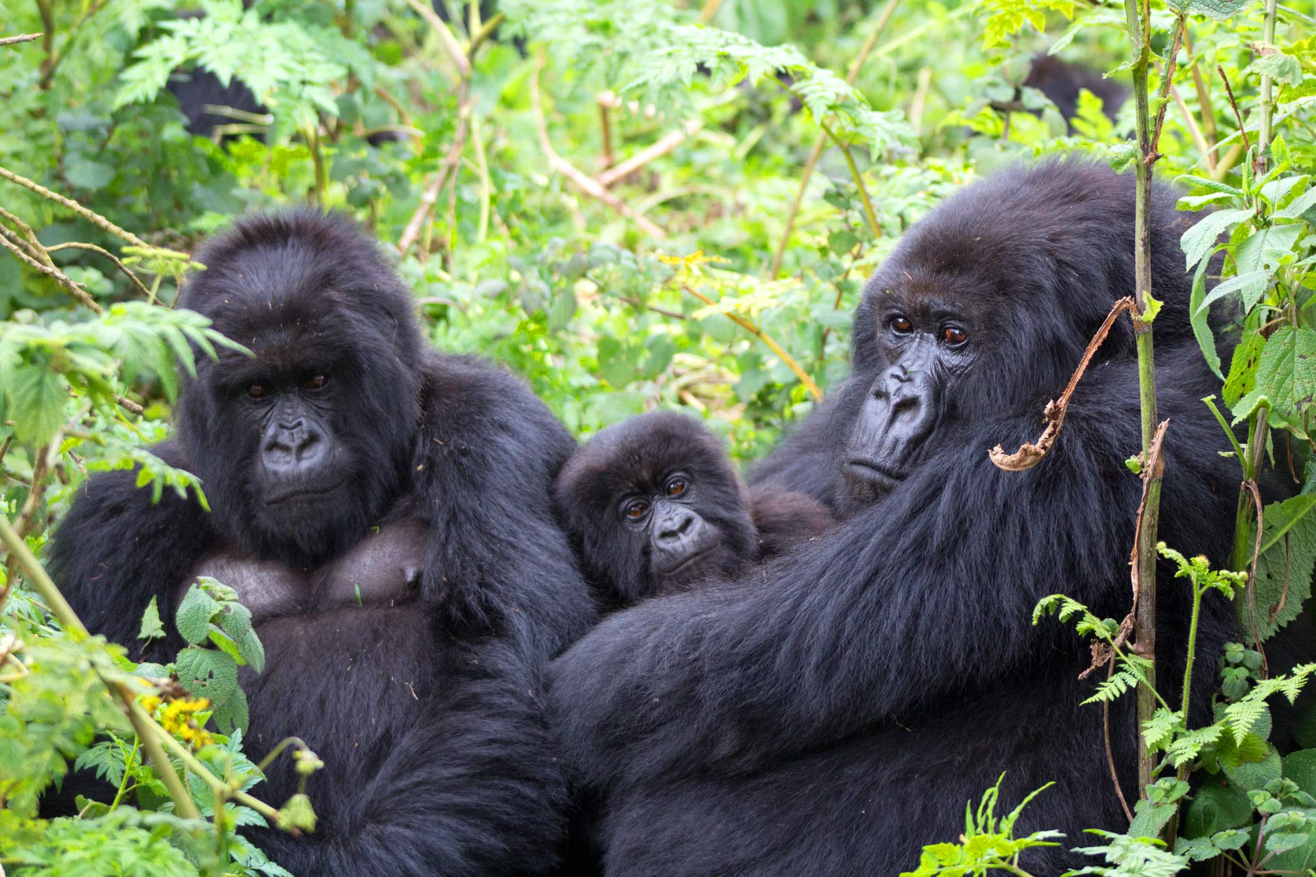 3 Days Gorilla Habituation in Bwindi