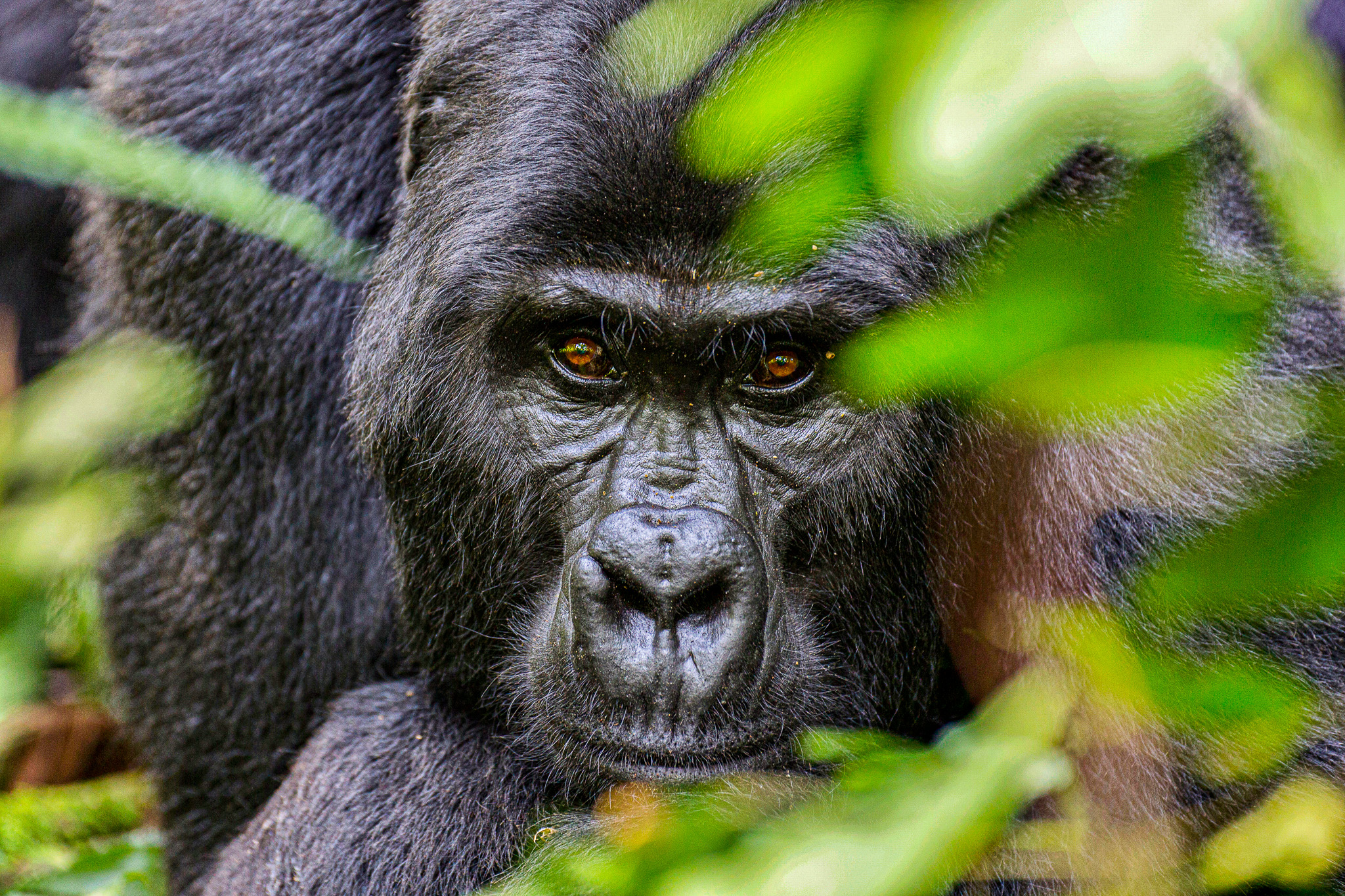 3 Day Gorilla Trekking | Batwa Uganda