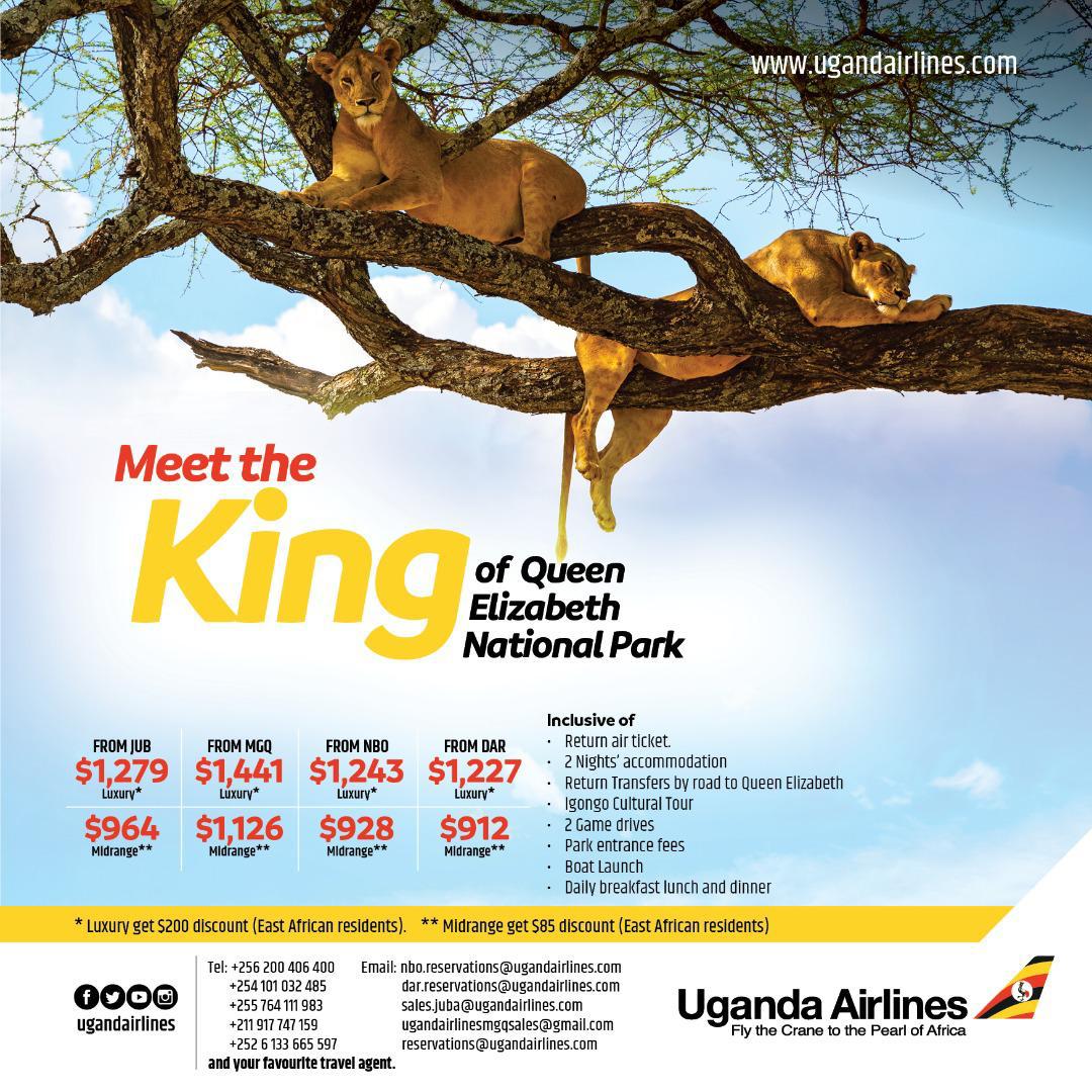 Meet the king of Queen Elizabeth National Park – with Uganda Airlines