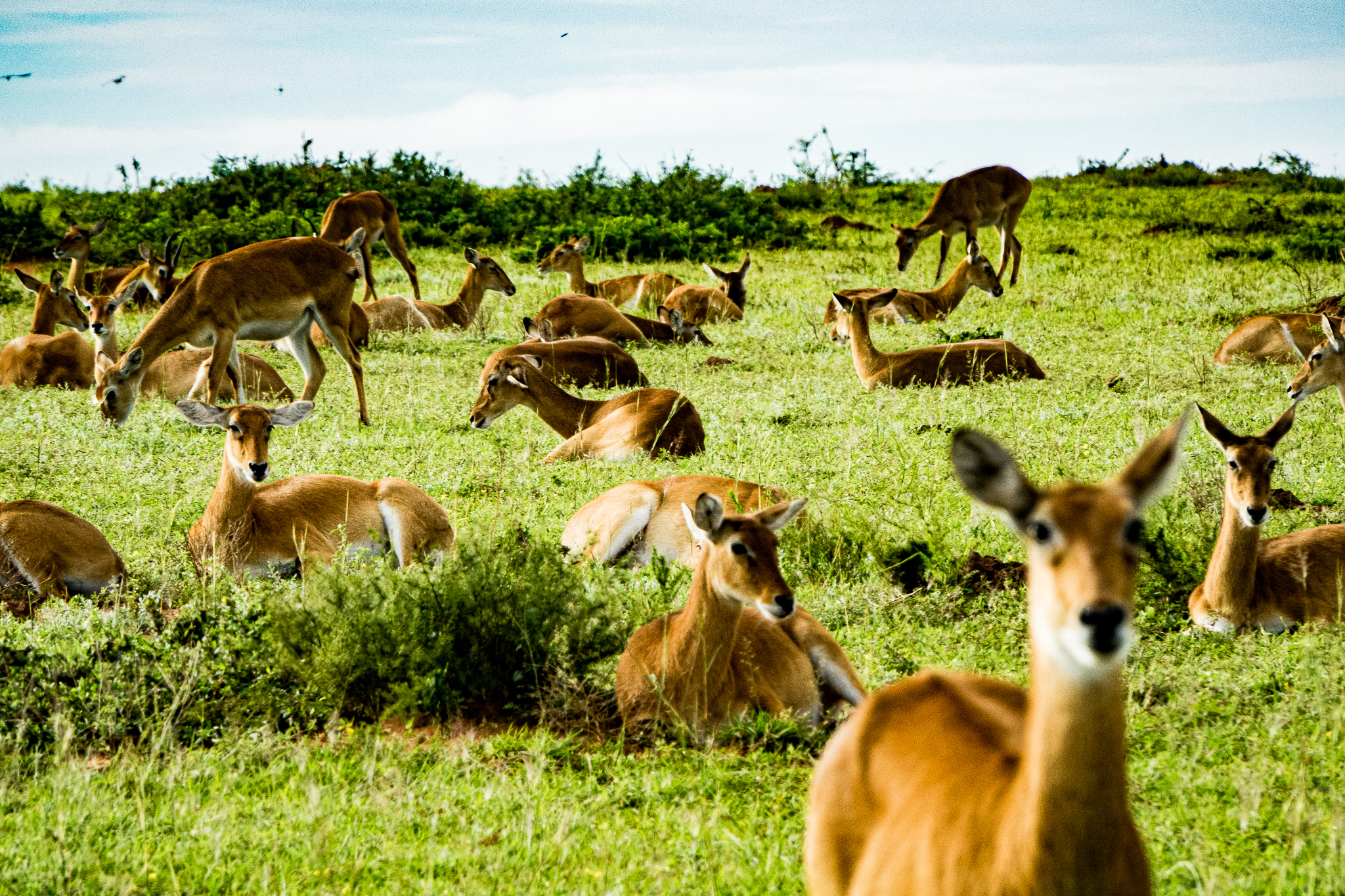 Classic Kenya Masai Mara Safari – 5 days