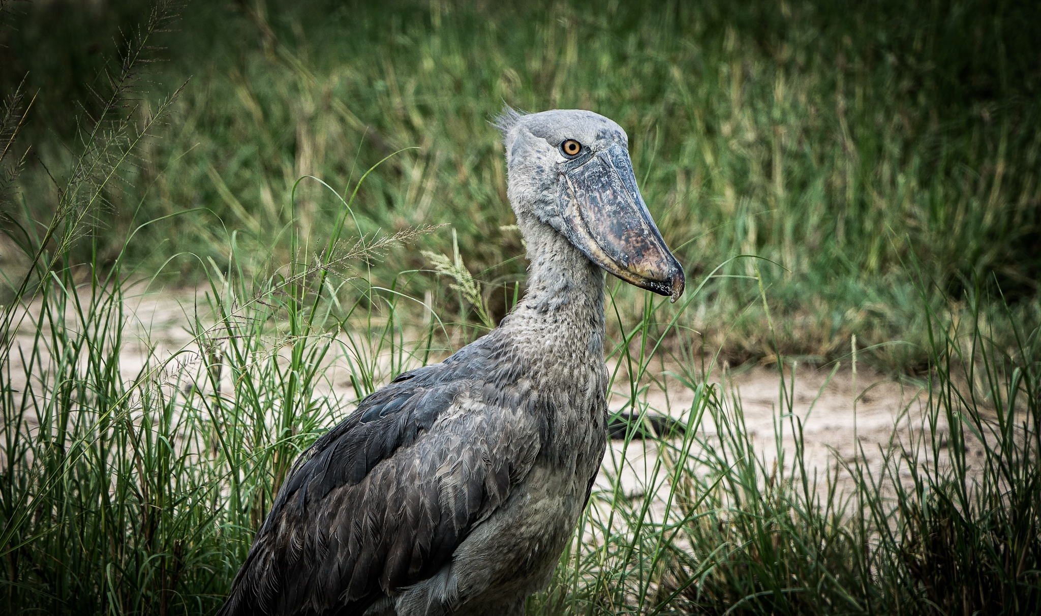 20 Days Uganda Birding Photography Safari