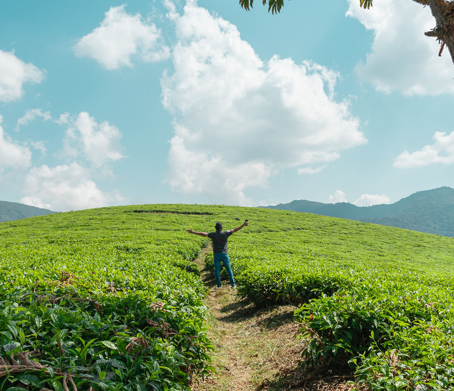 Teza Tea Plantations & Hiking