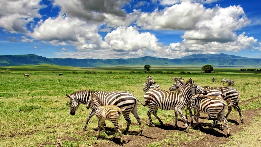 7 days Lake Manyara/ Serengeti/ Ngorongoro/ Tarangire