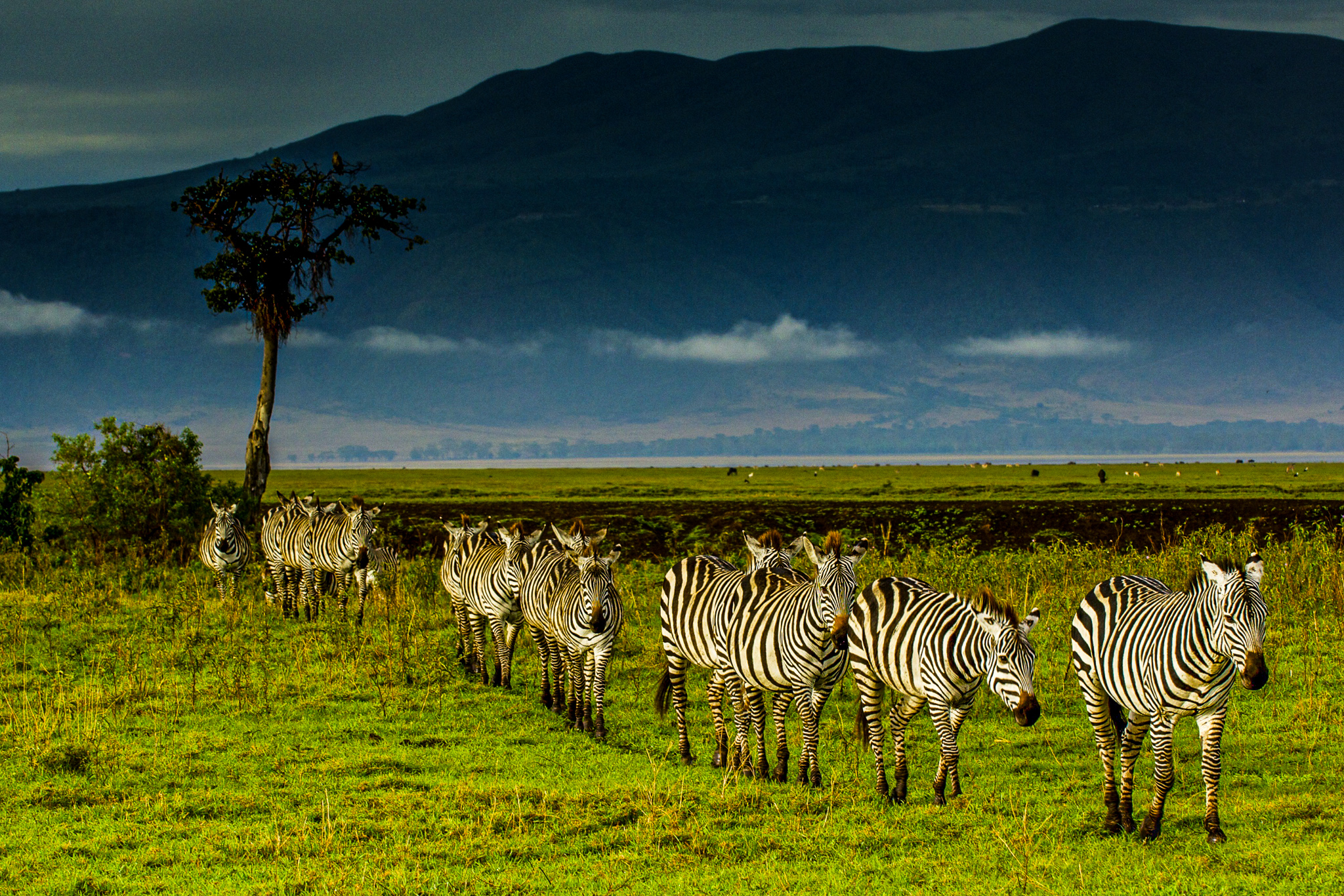 6 days Lake Manyara- Serengeti – Ngorongoro-Tarangire