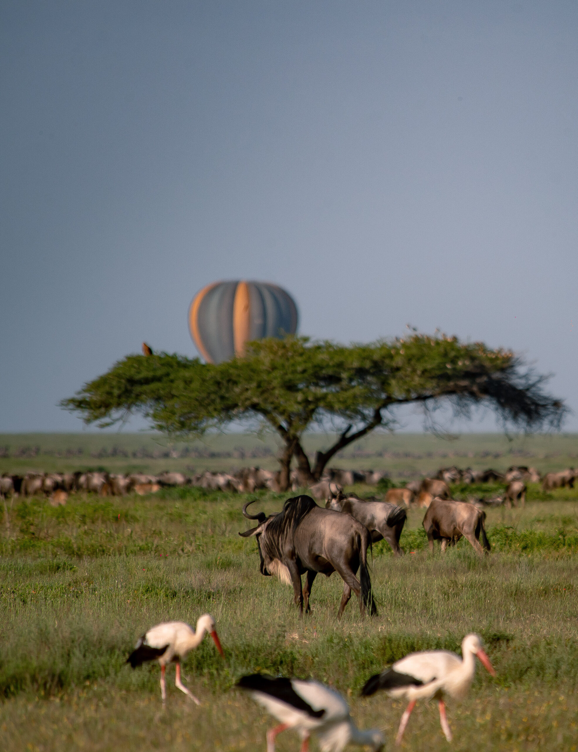 Amazing Balloon Safari in Tanzania Tarangire national park