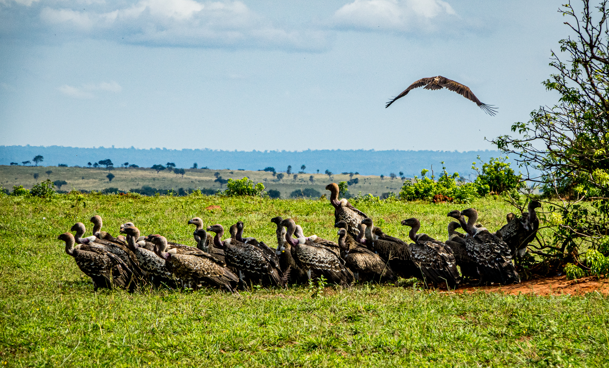 7 nights Flying Kenya National park wildlife adventure featuring luxury at Hemingways