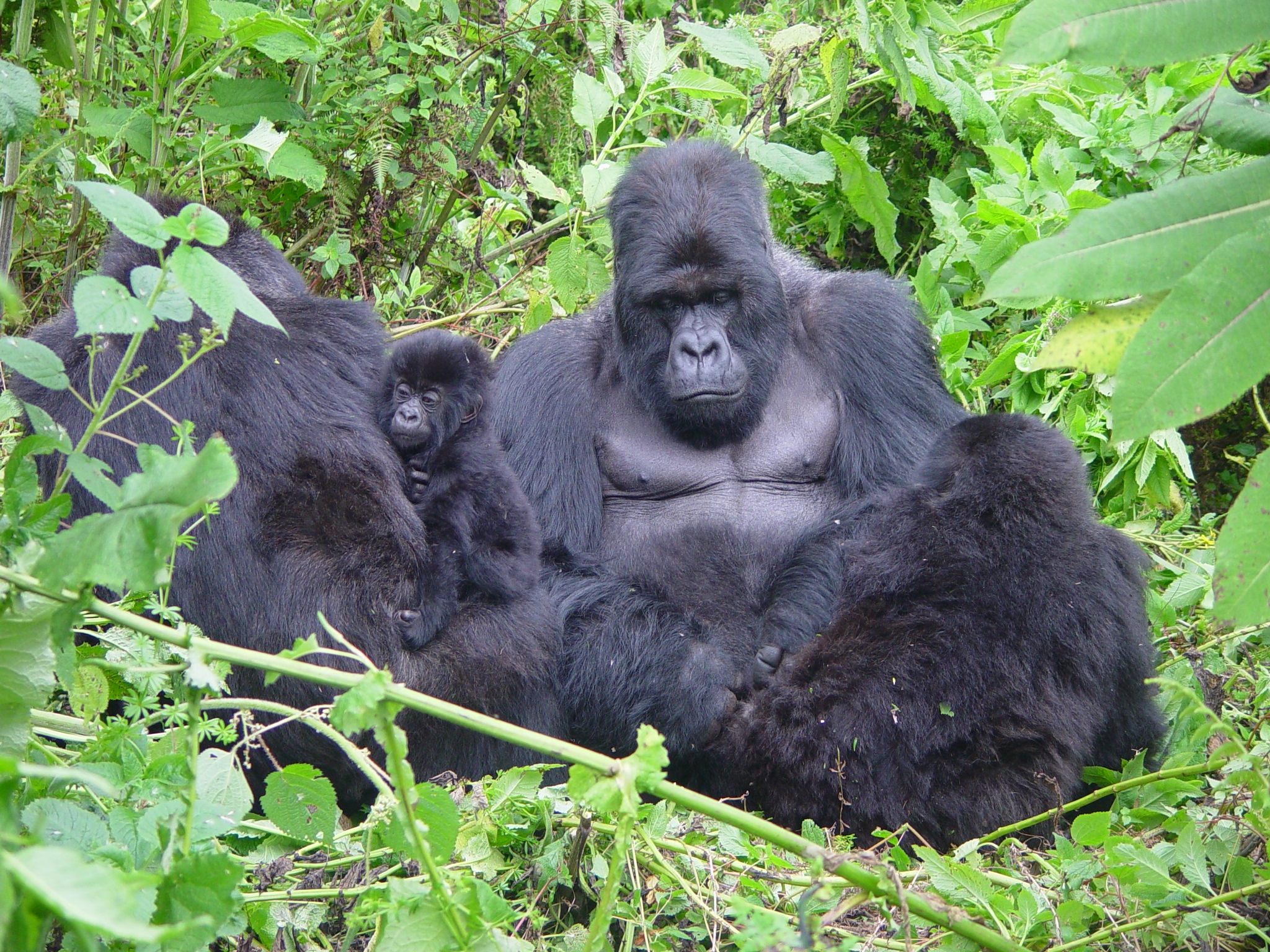 Rwanda Mountain Gorilla Trekking & Ancient Rwanda Experience