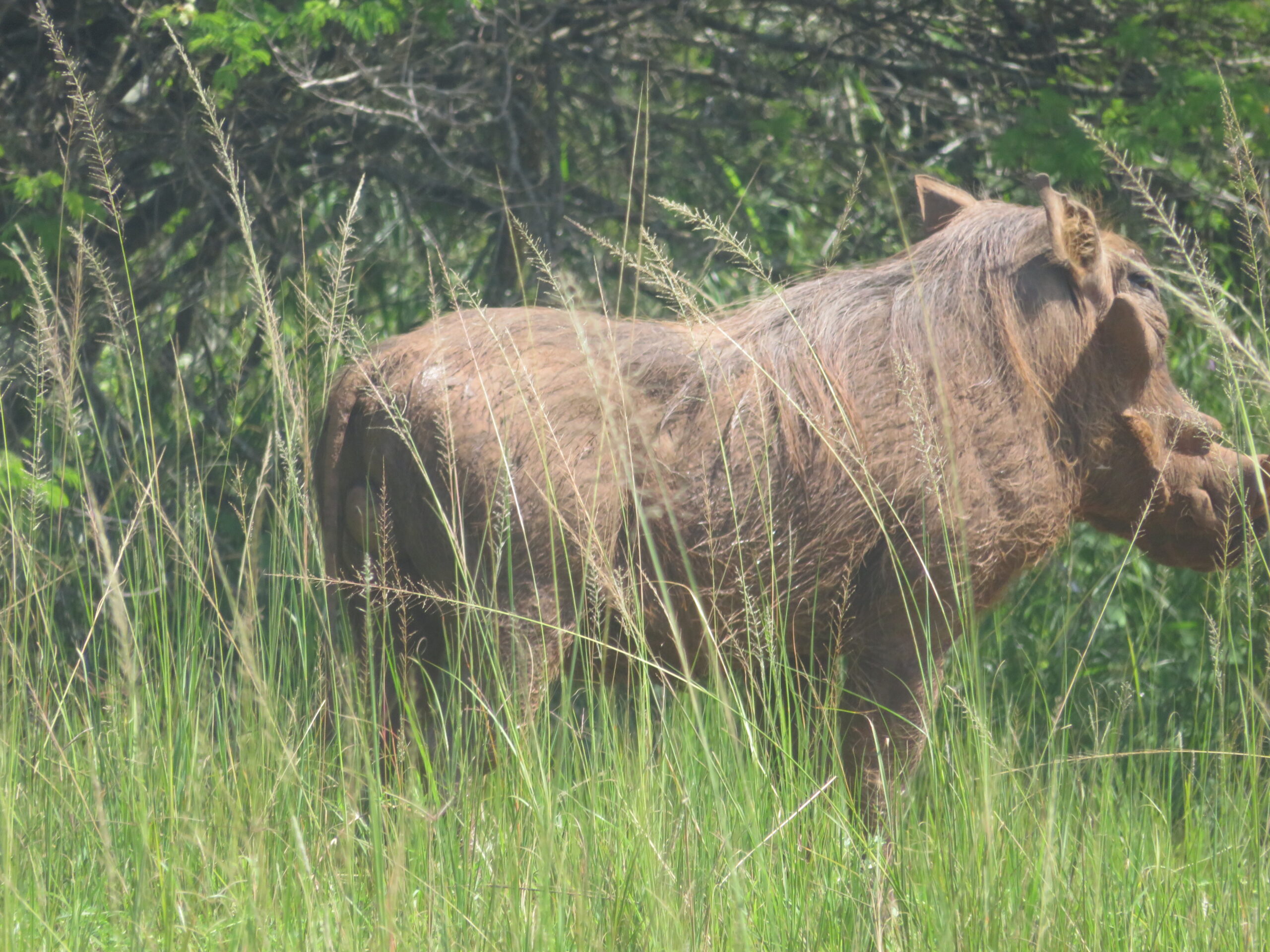 Awesome Wildlife trip to Rwanda National Park Akagera