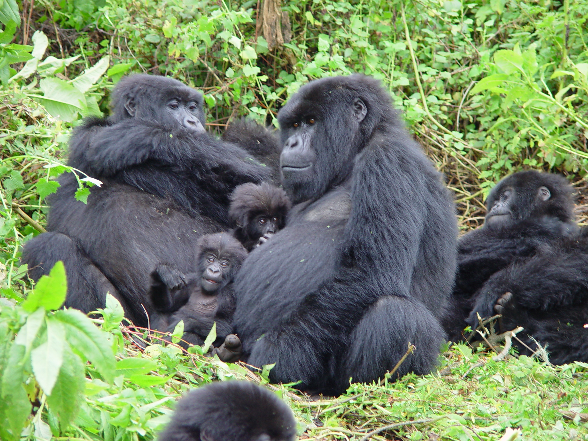 Rwanda Mountain Gorilla Trekking & Ancient Rwanda Experience