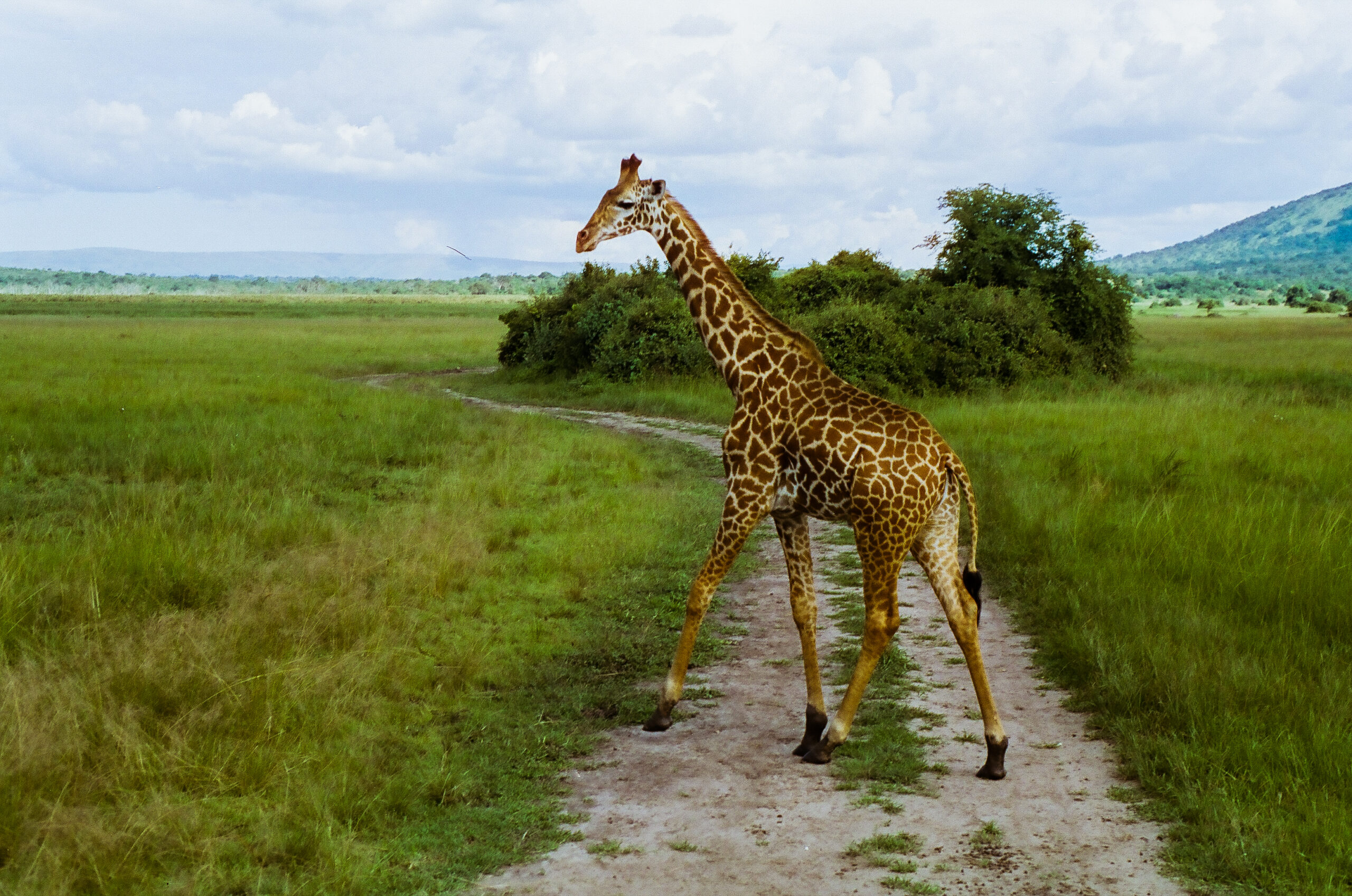 Awesome Wildlife trip to Rwanda National Park Akagera