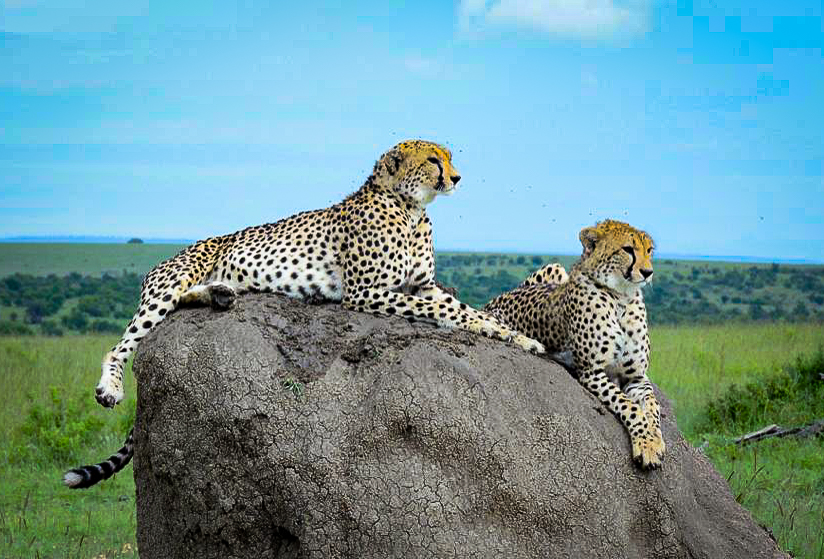 Explore Kenya national park Safari – 4 Days 3 Nights WILDLIFE