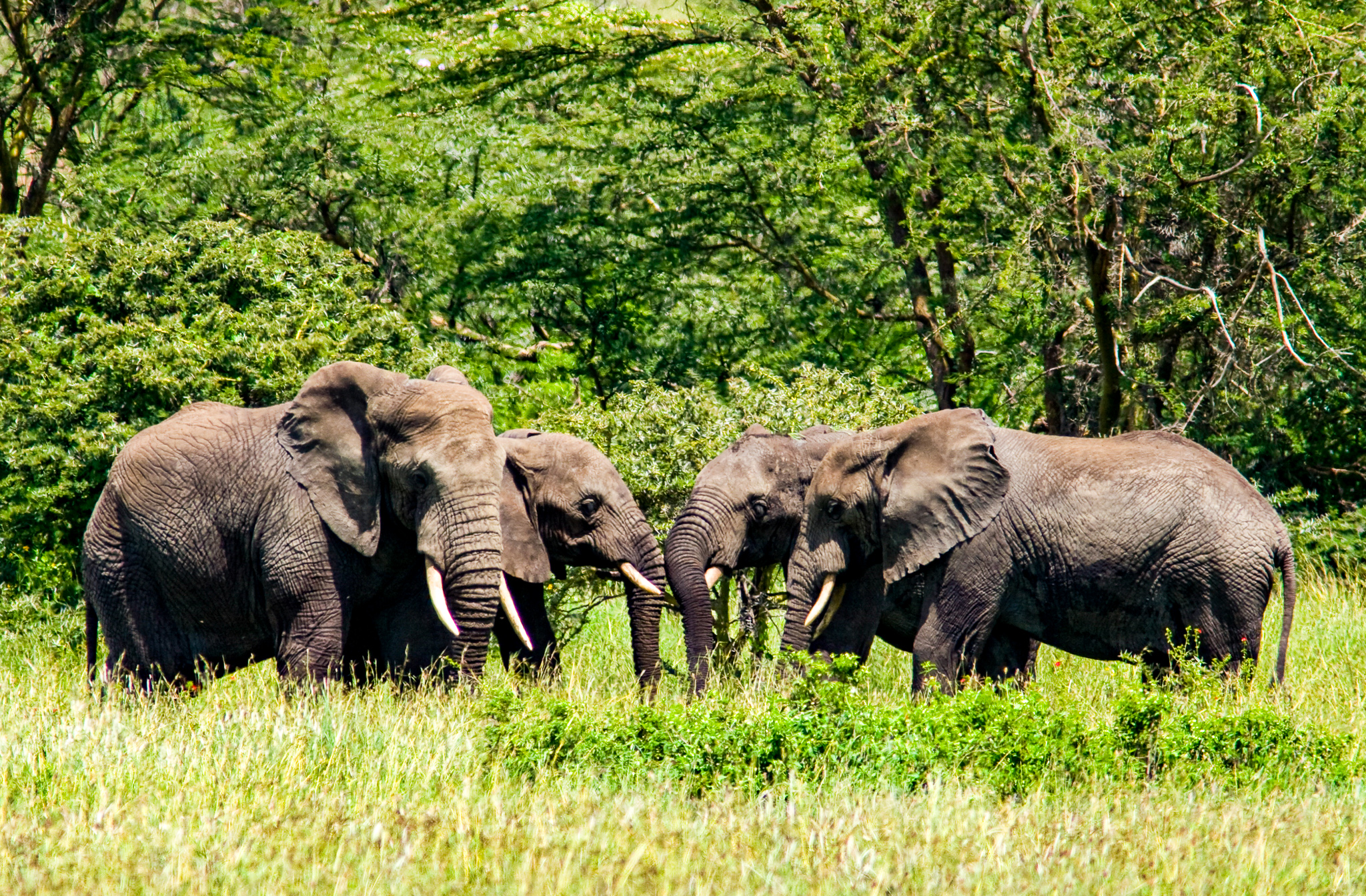 Explore Kenya national parks wildlife – 7 Days 6 Nights