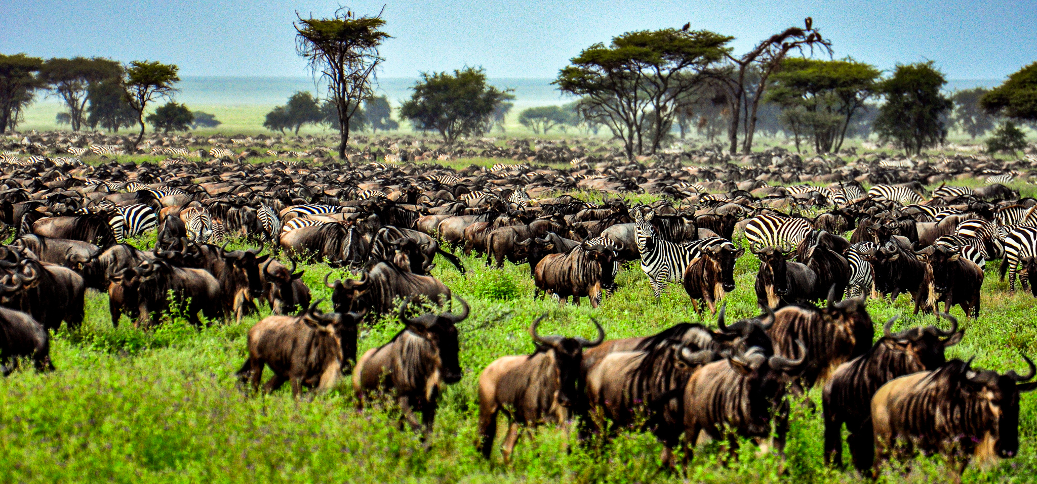 5-Day Serengeti Wildebeest Migration Safari- Mid-Range