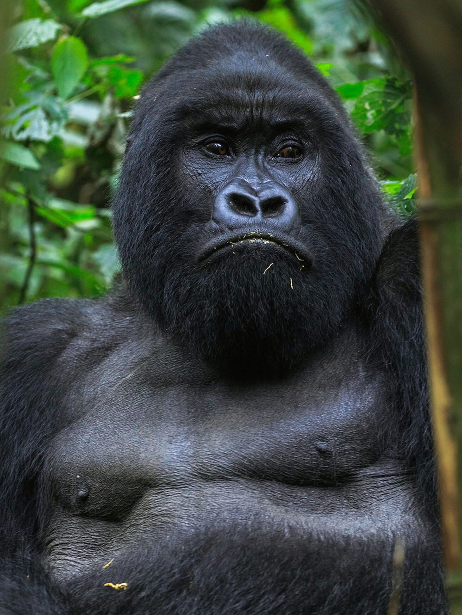 1 Day Gorillas Trek in Volcanoes National Park