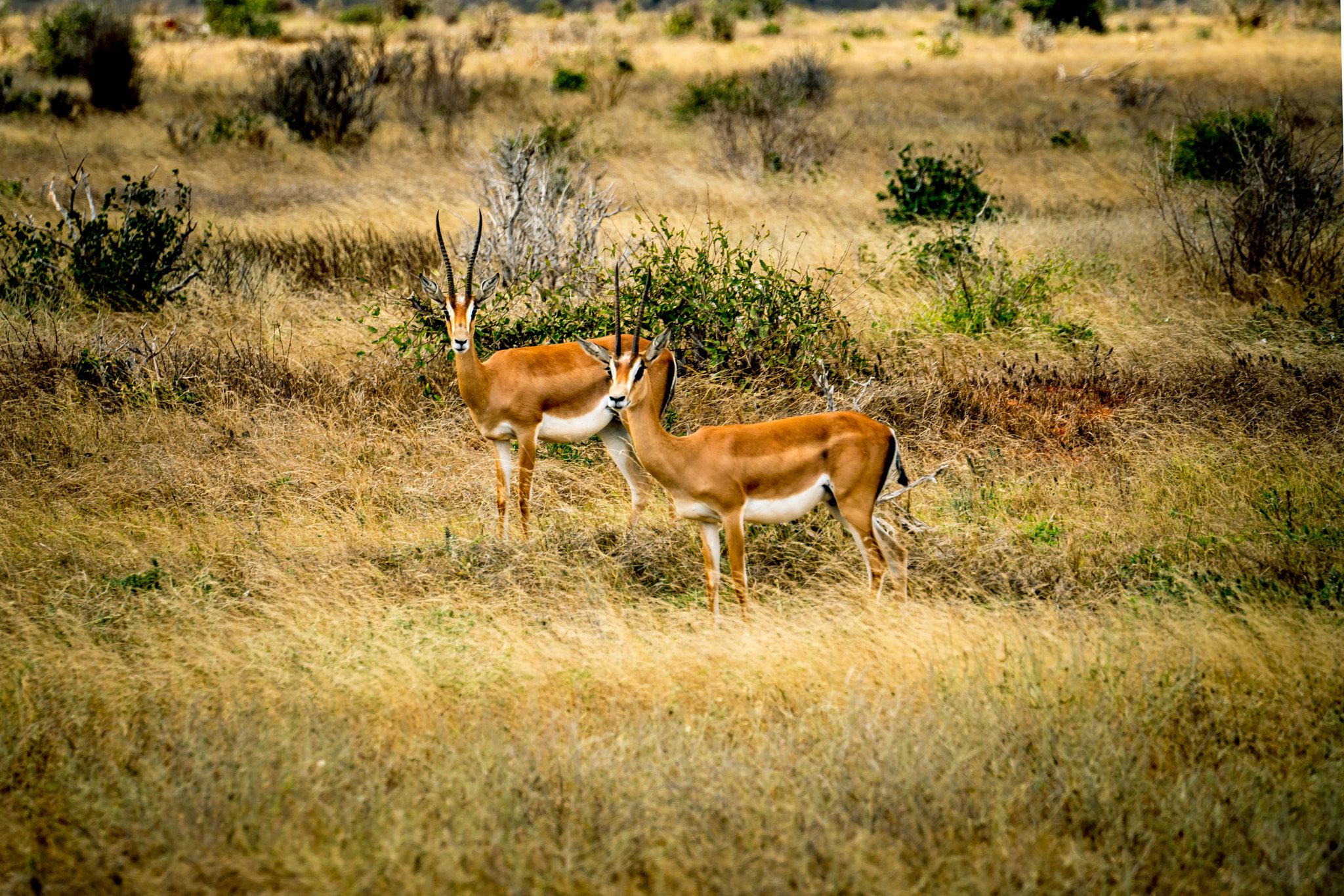 4 days Akagera Wildlife Experience