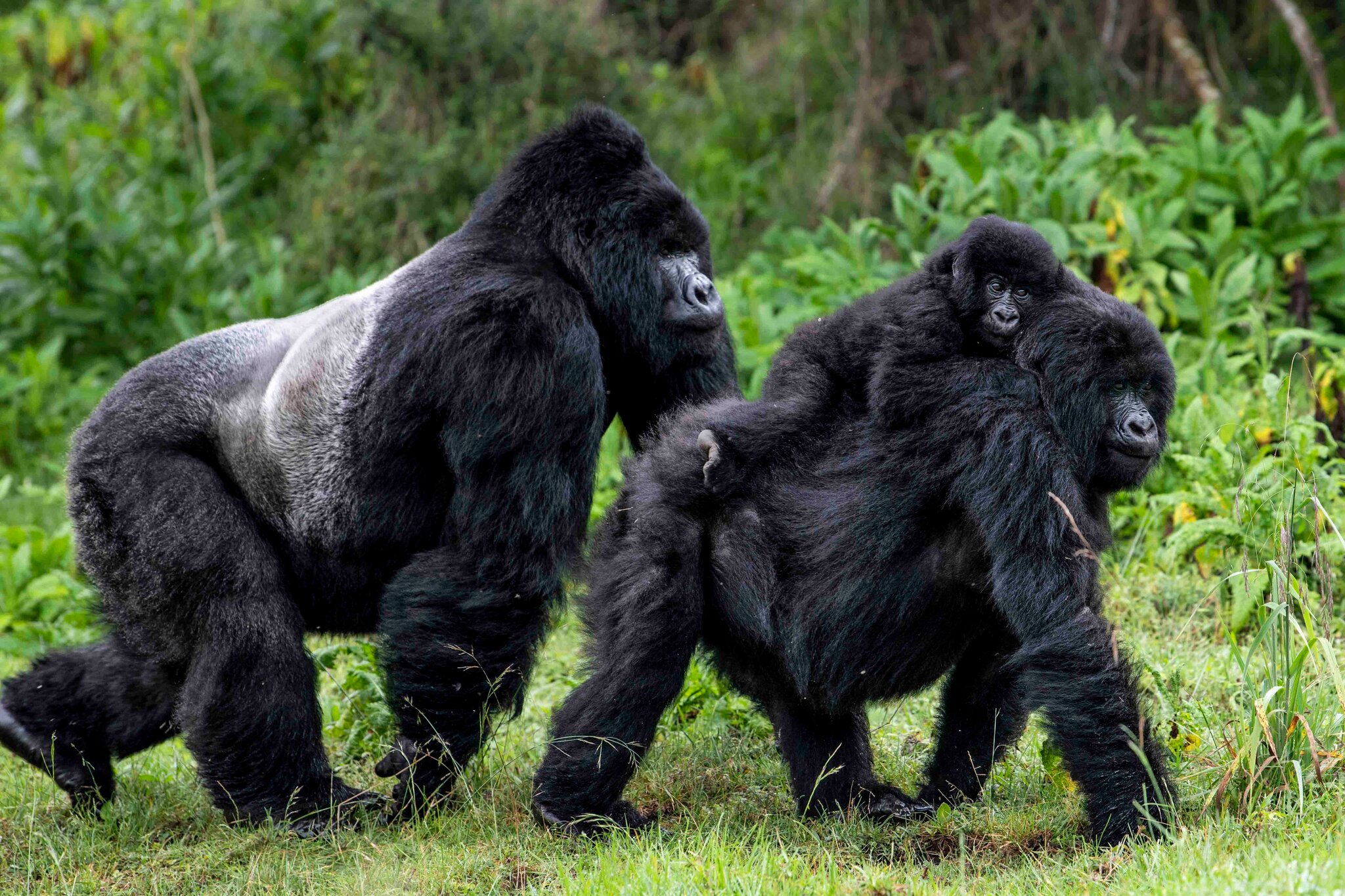 3 Days Gorillas of Uganda