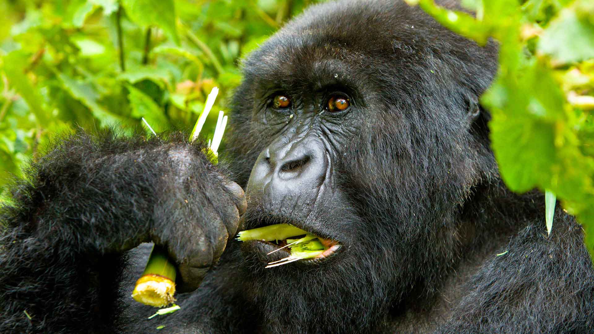 1 Day Gorillas Trek in Volcanoes National Park
