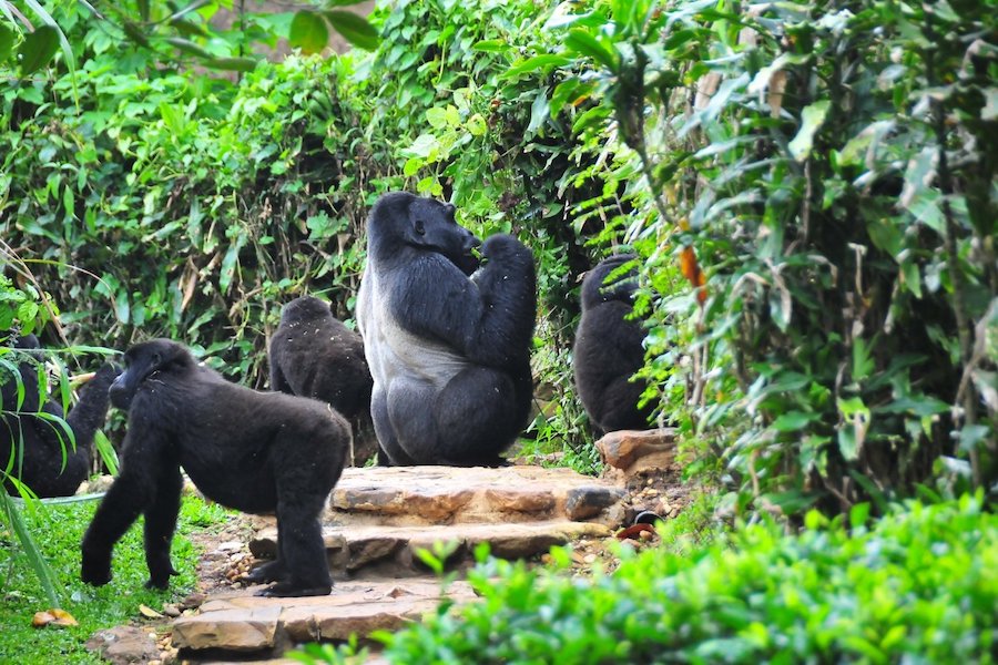 8-Day Uganda | Gorillas | Chimps | Wildlife