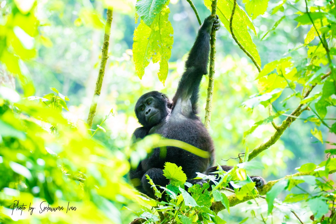 8-Day Uganda | Gorillas | Chimps | Wildlife