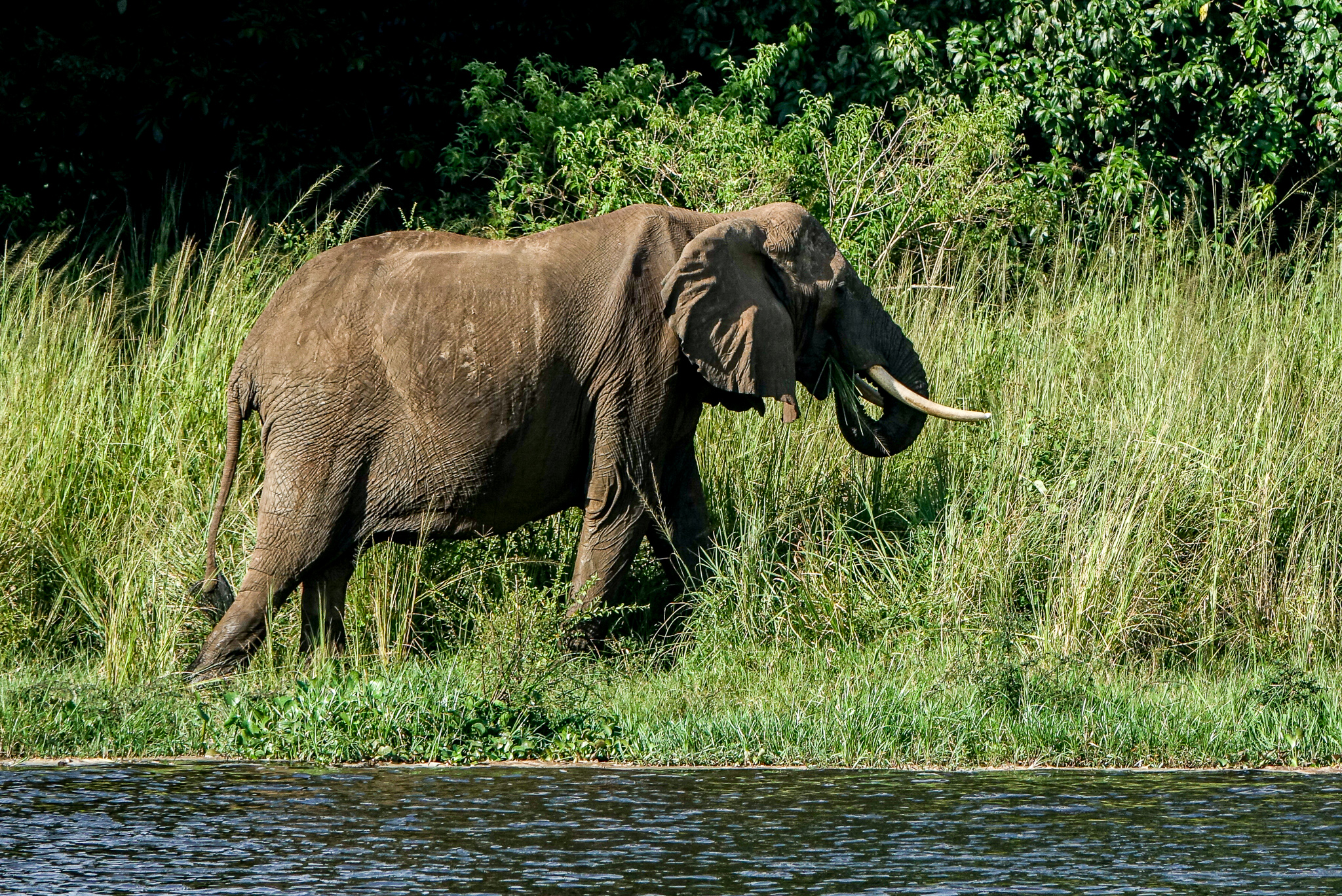 4 Days Murchison falls wildlife and rhinos