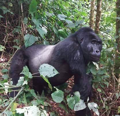 3 Days Gorillas of Uganda