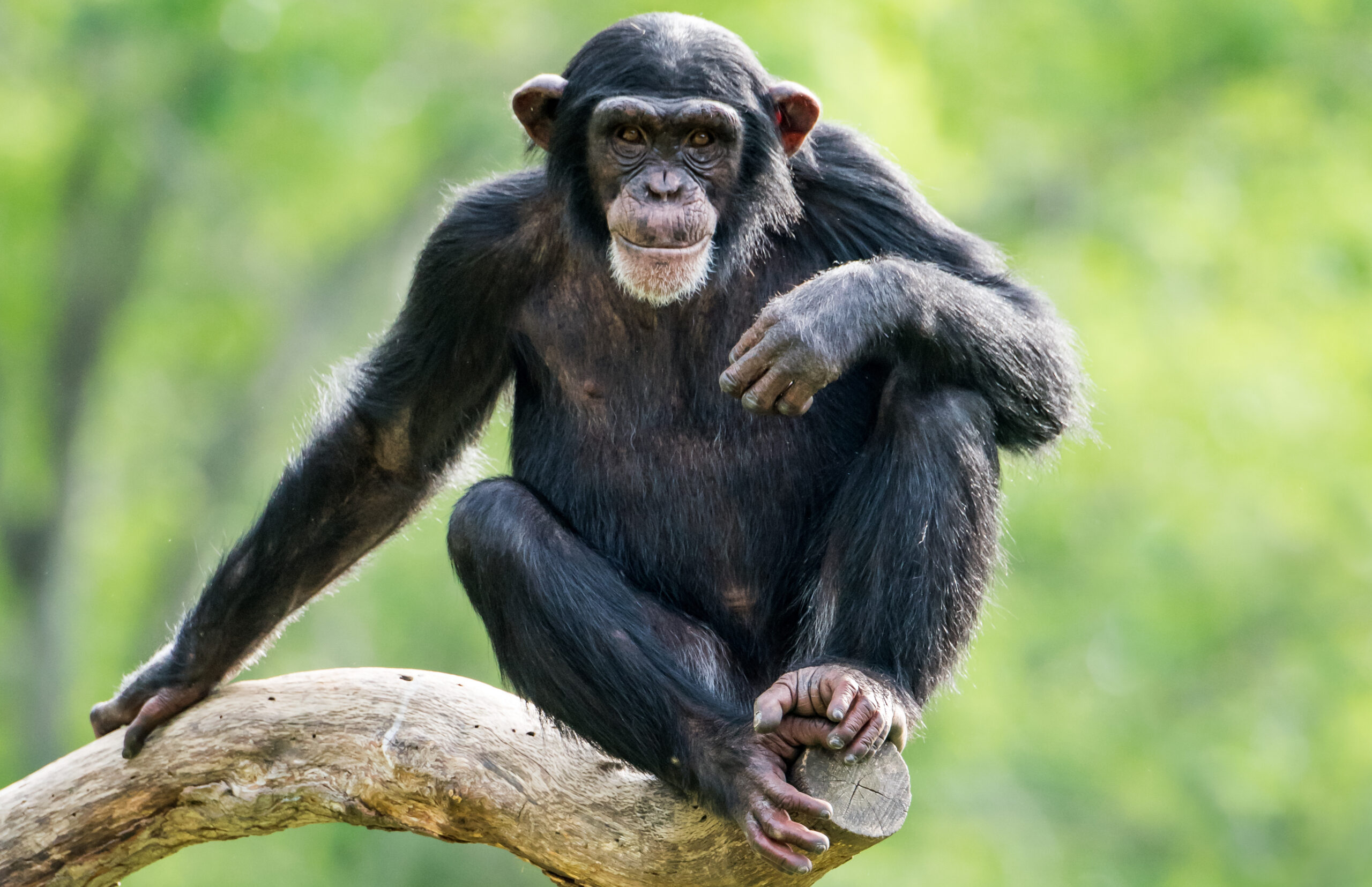 3 days Chimpanzee tracking in Kibale